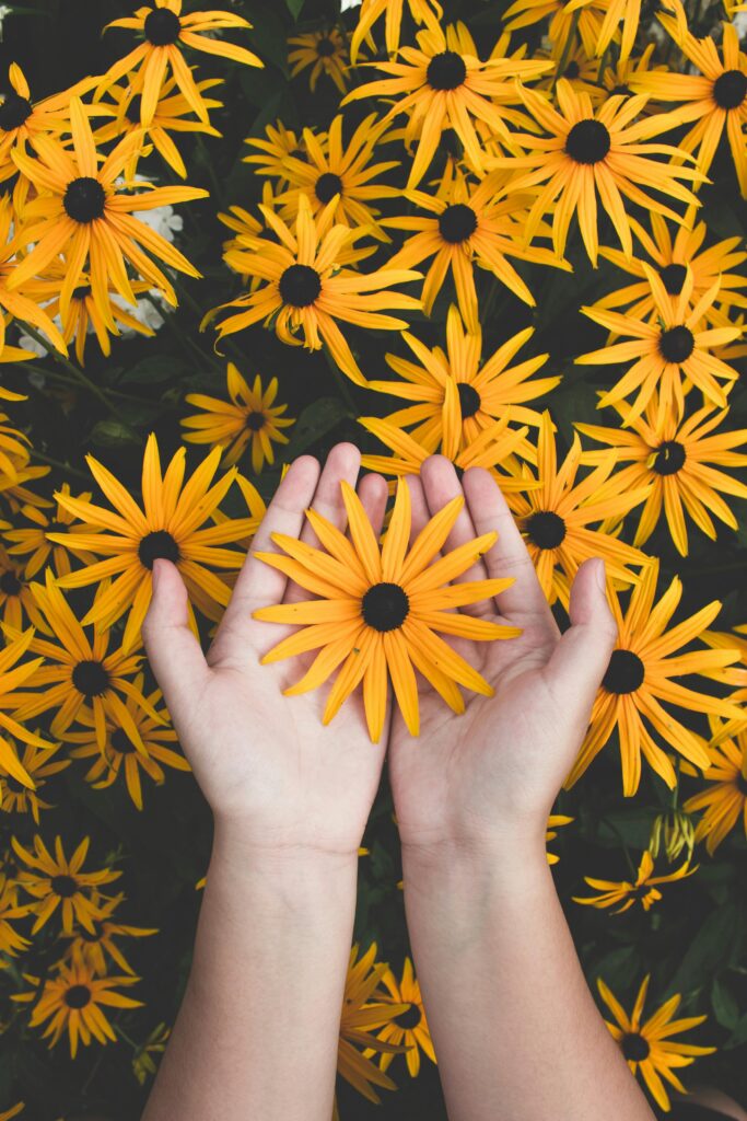 About Close-up of hands holding vibrant yellow daisies, showcasing natural beauty and floral pattern.